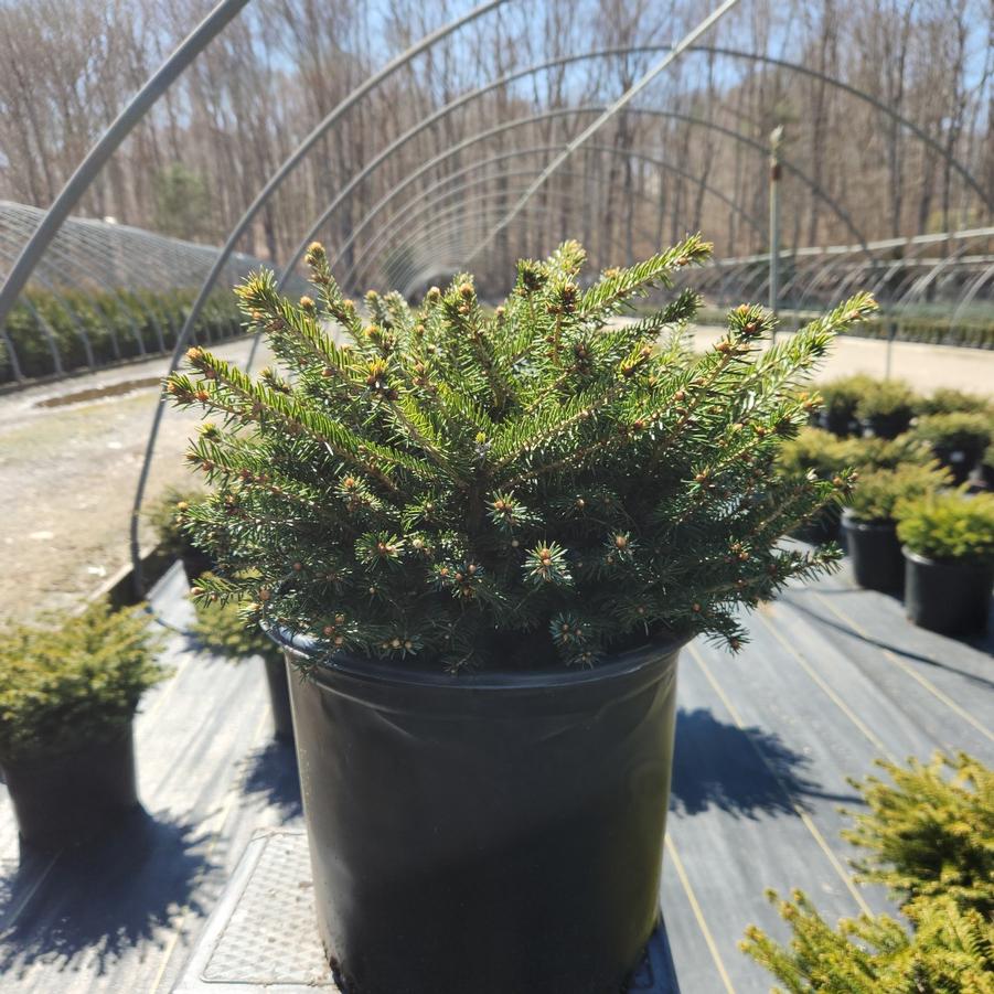 Picea abies Nidiformis