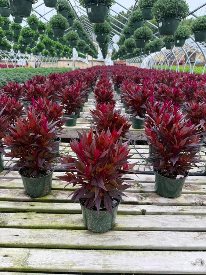 Celosia 'Kelos Fire Magenta'