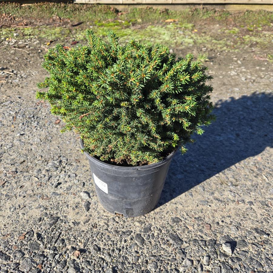 Picea abies 'Little Gem'