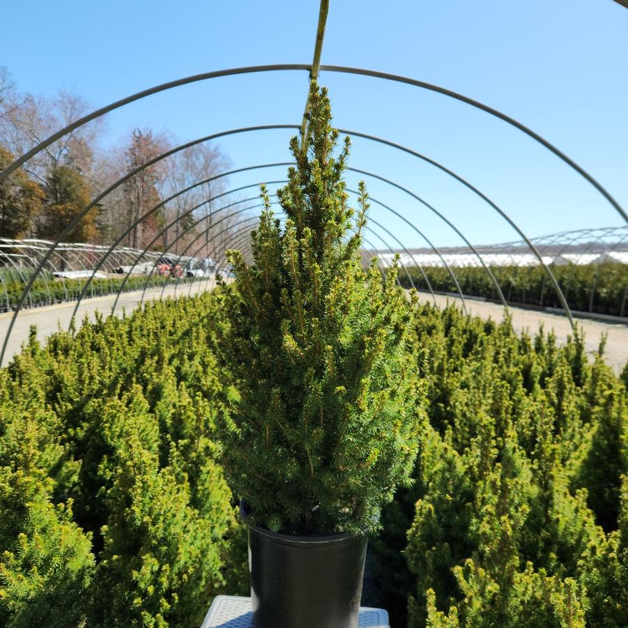 Picea glauca 'Conica'