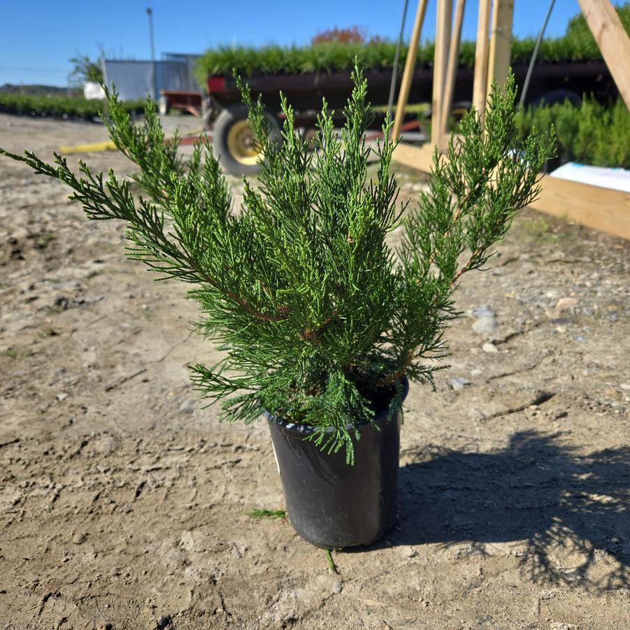 Juniperus chinensis 'Mint Julep'
