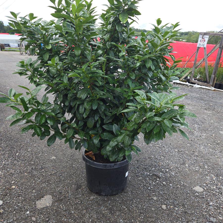 Prunus laurocerasus 'Greenfinity'