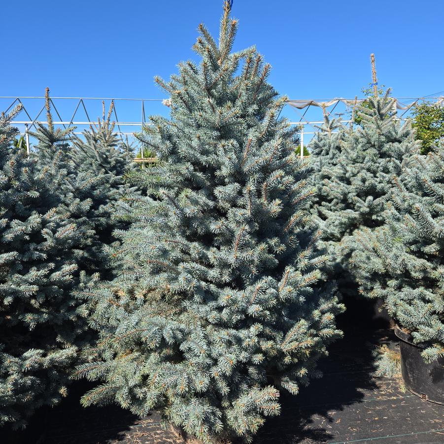 Picea pungens Baby Blue