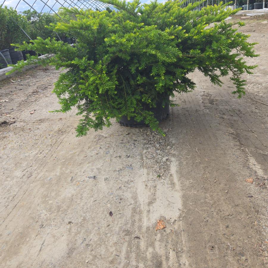 Taxus × media 'Everlow'