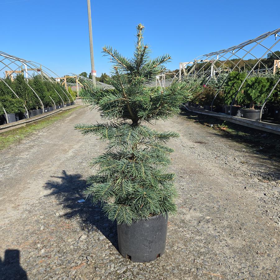 Abies concolor 'Swift's Silver'