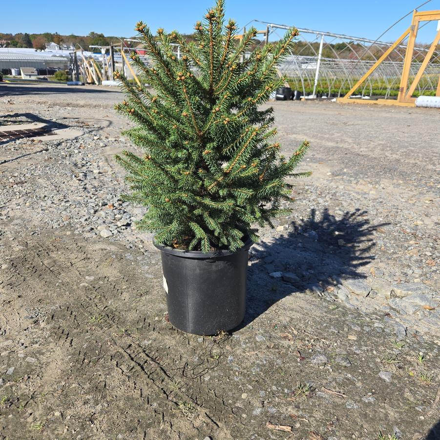 Picea meyeri 