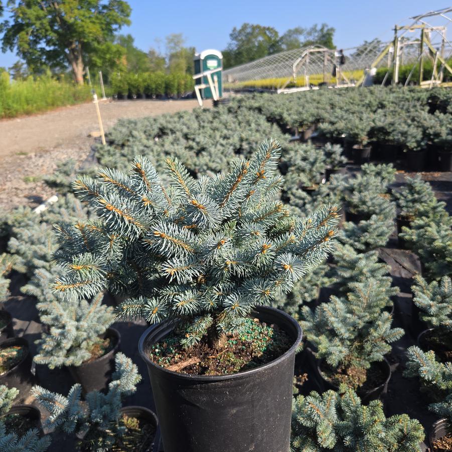 Picea pungens glauca 'Globosa'