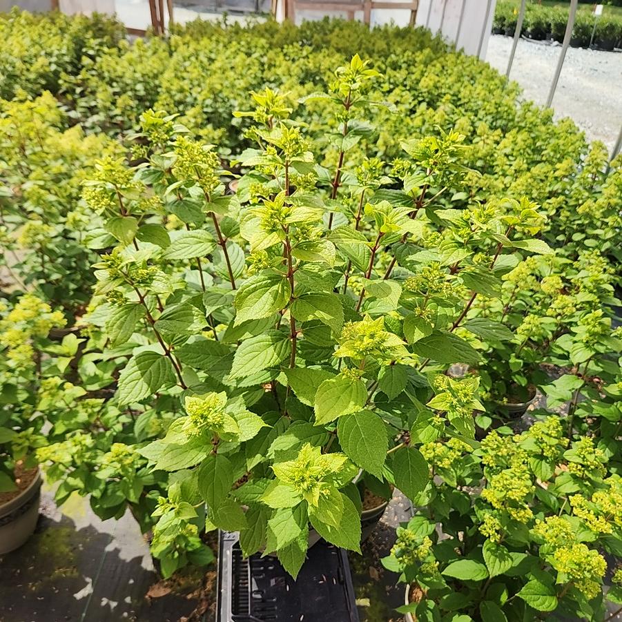 Hydrangea paniculata Pandora