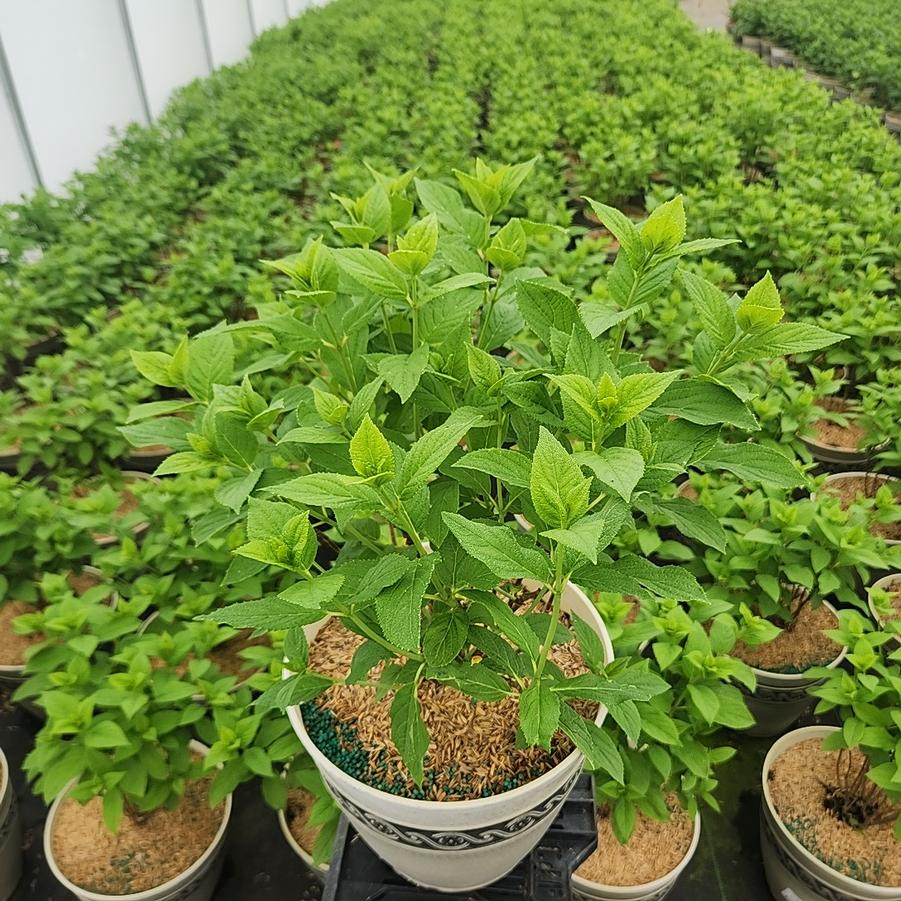 Hydrangea pan. Panflora