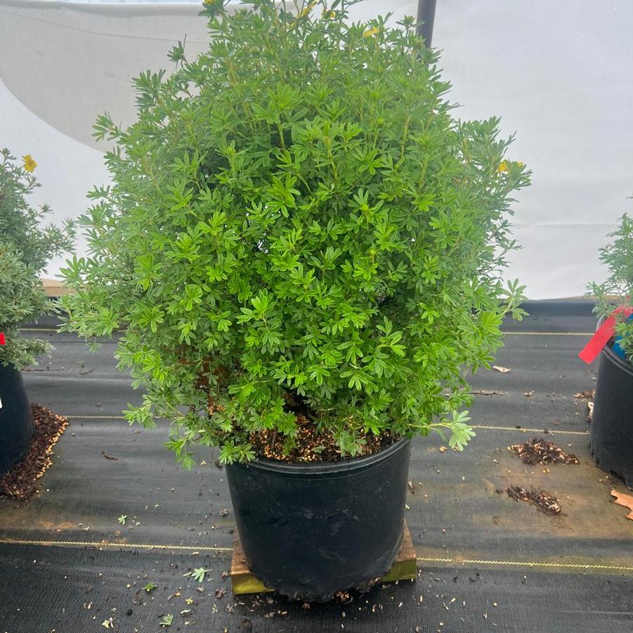 Potentilla fruticosa Cheesehead