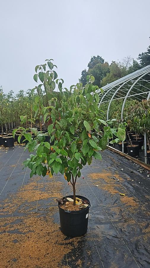 Cornus florida Spring Grove®
