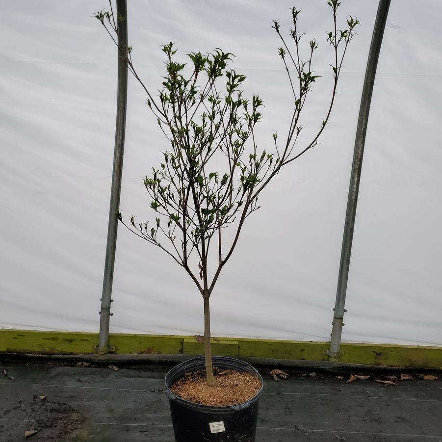 Cornus kousa 'Greensleeves'