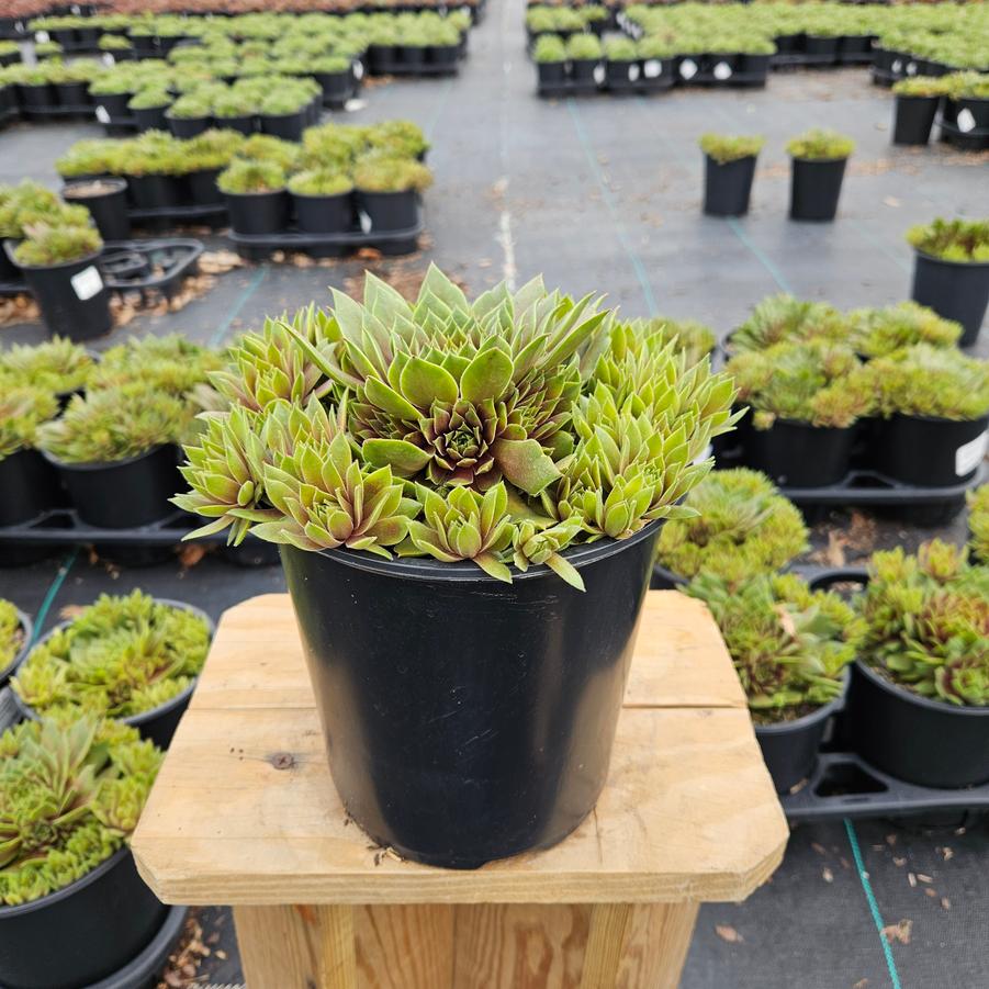 Sempervivum Chick Charms® Lemon Waves™