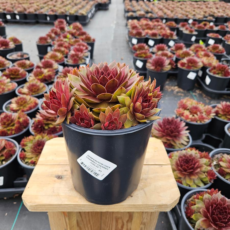 Sempervivum Chick Charms® Cherries Jubilee™