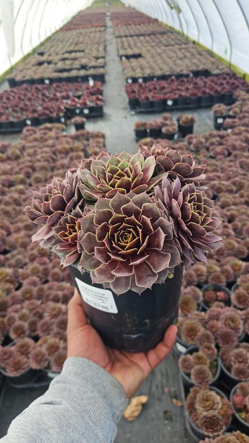 Sempervivum Chick Charms® Gold Crown™