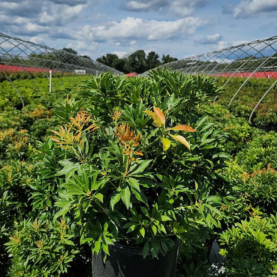 Pieris jap. Compacta