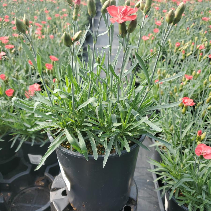 Dianthus x EverLast™ 'Peach'