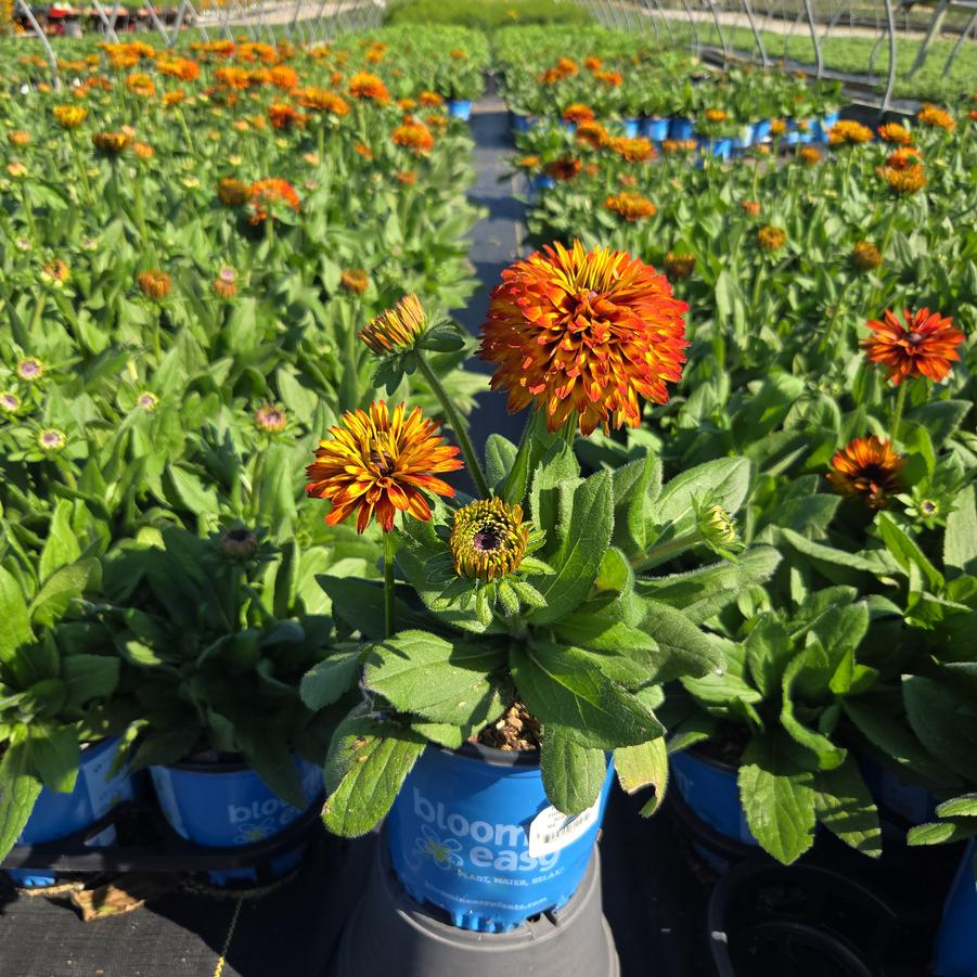 Rudbeckia hirta Solar Sisters™