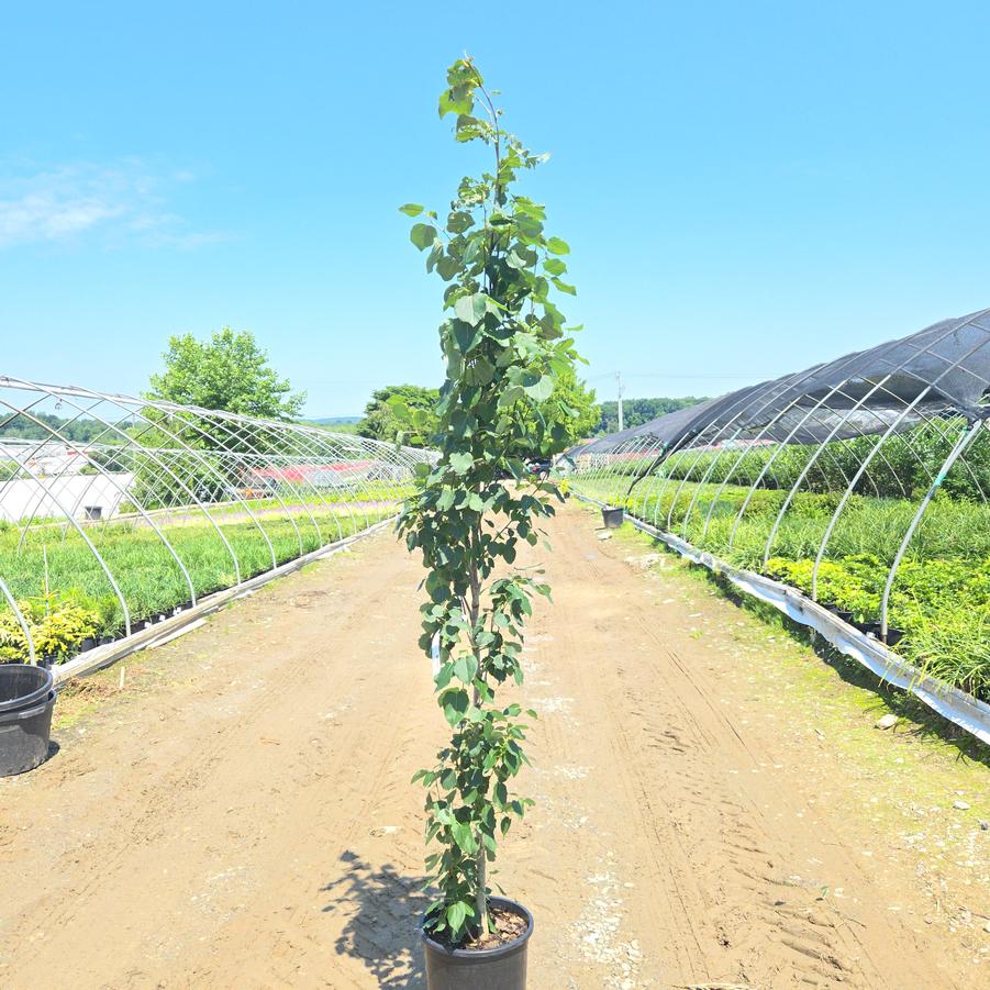 Populus tremula 'Erecta'