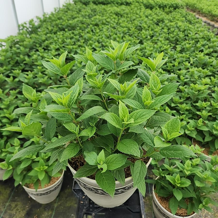 Hydrangea pan. Panorama