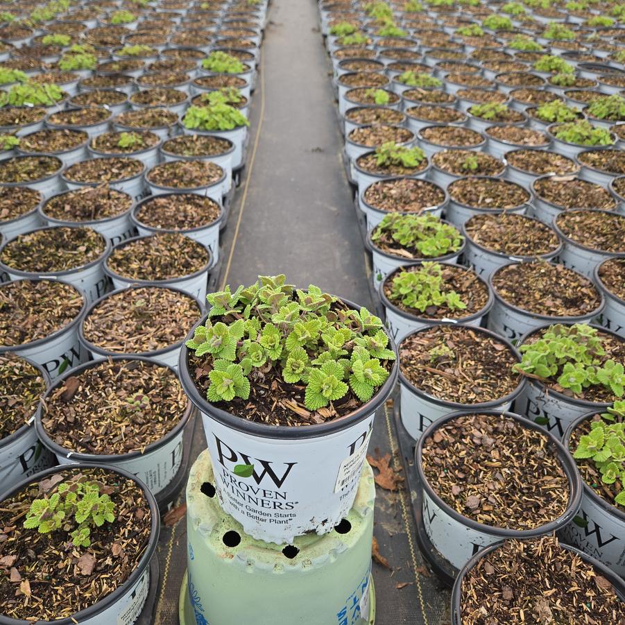 Nepeta x 'Lemon Purrfection'