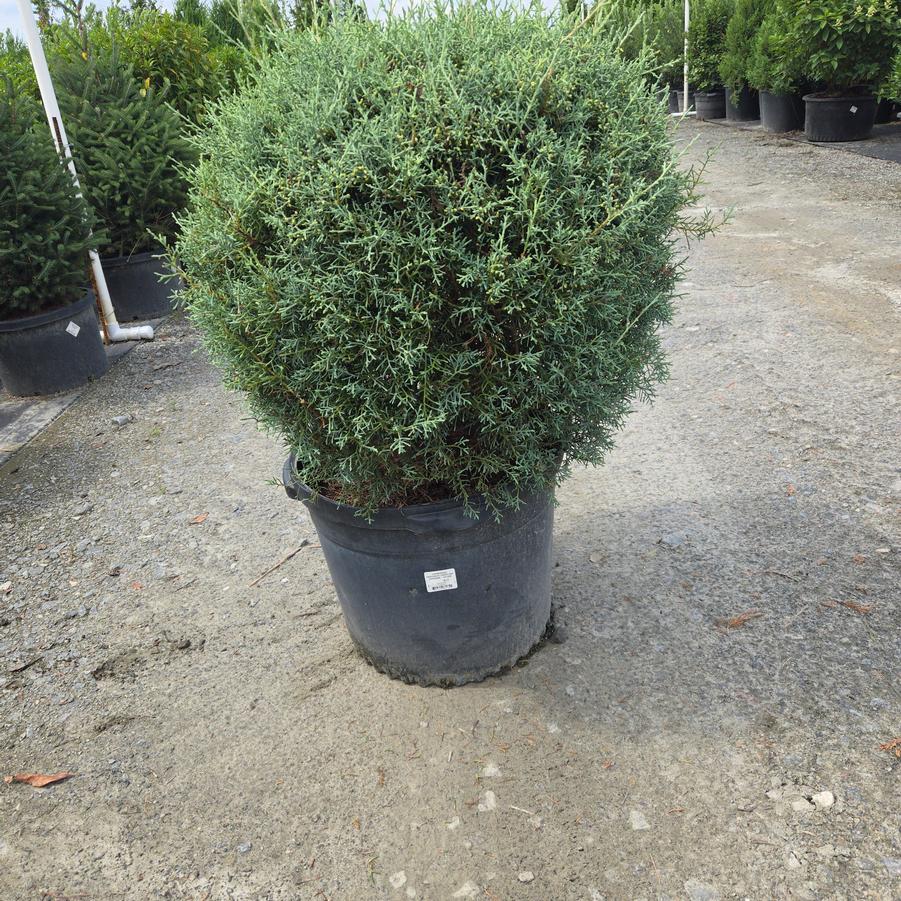 Cupressus arizonica Carolina Sapphire