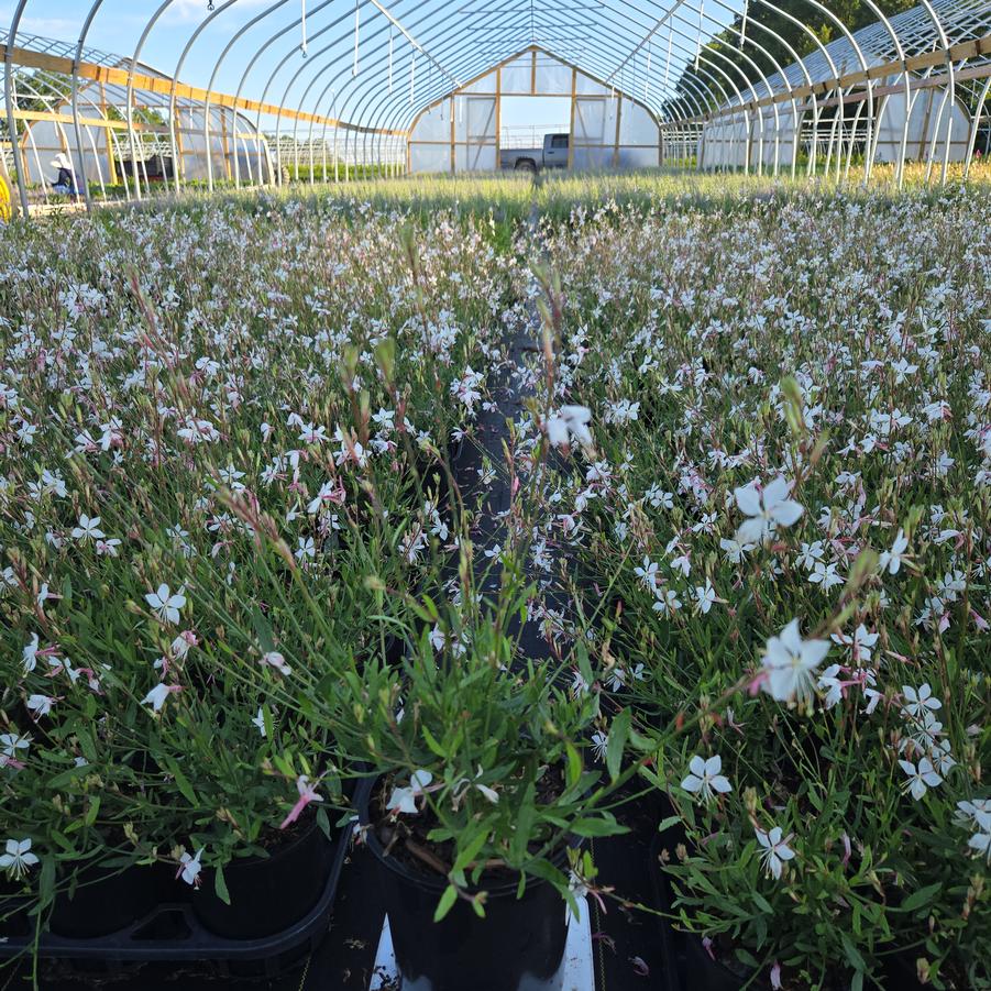 Gaura lindheimeri 'Whirling Butterflies'
