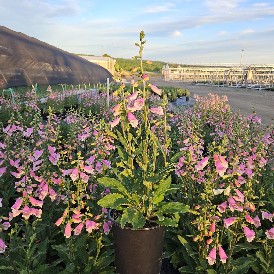 Digitalis purpurea 'Hanabee Pink'
