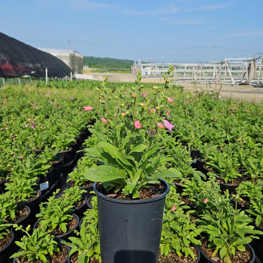 Digitalis purpurea 'Hanabee Rose'