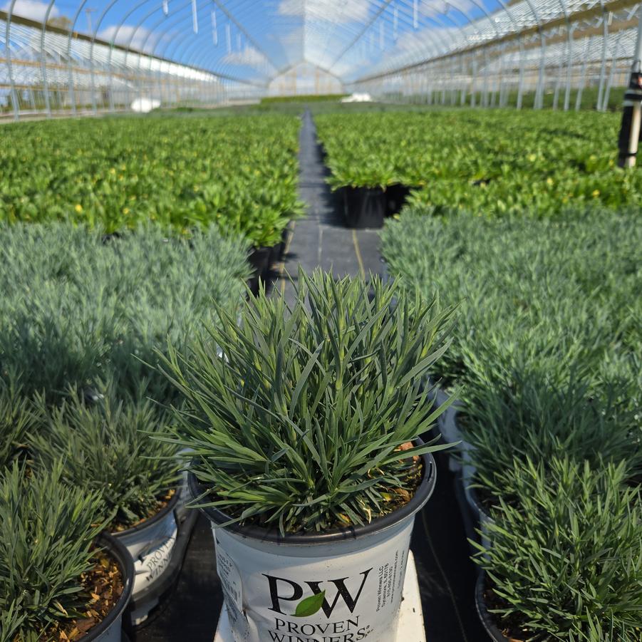 Dianthus x Fruit Punch® Whipped Cream