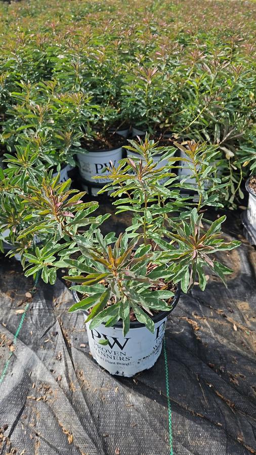 Euphorbia 'Urge to Splurge'