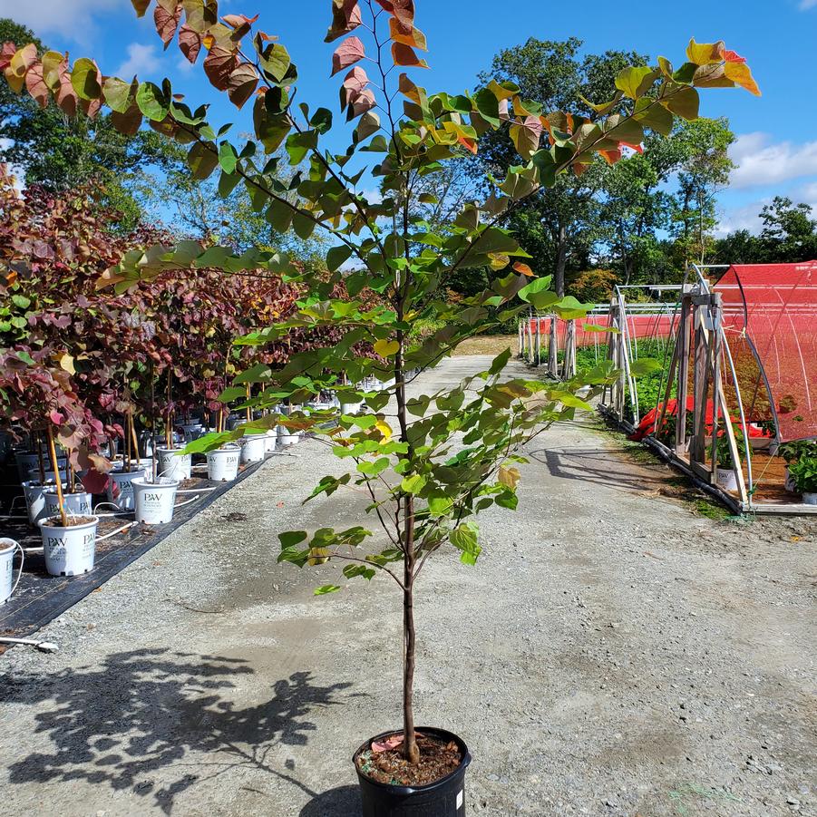 Cercis canadensis Hearts A'Fire™
