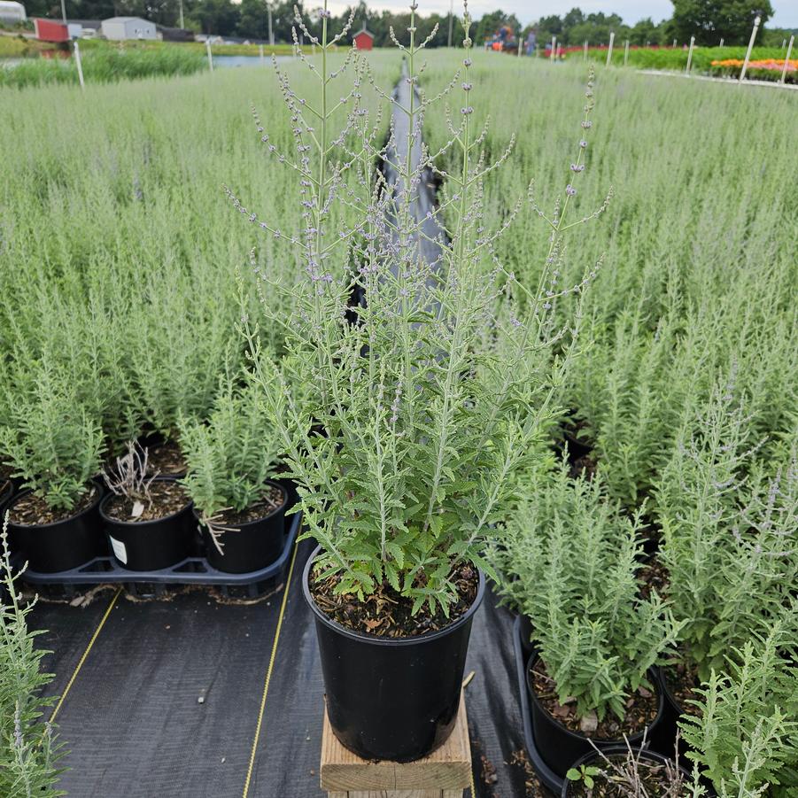 Perovskia atriplicifolia 'Jelena'