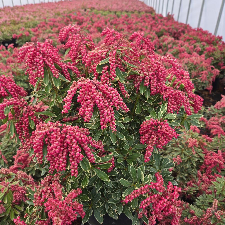 Pieris jap. Passion Party™ Passion Frost
