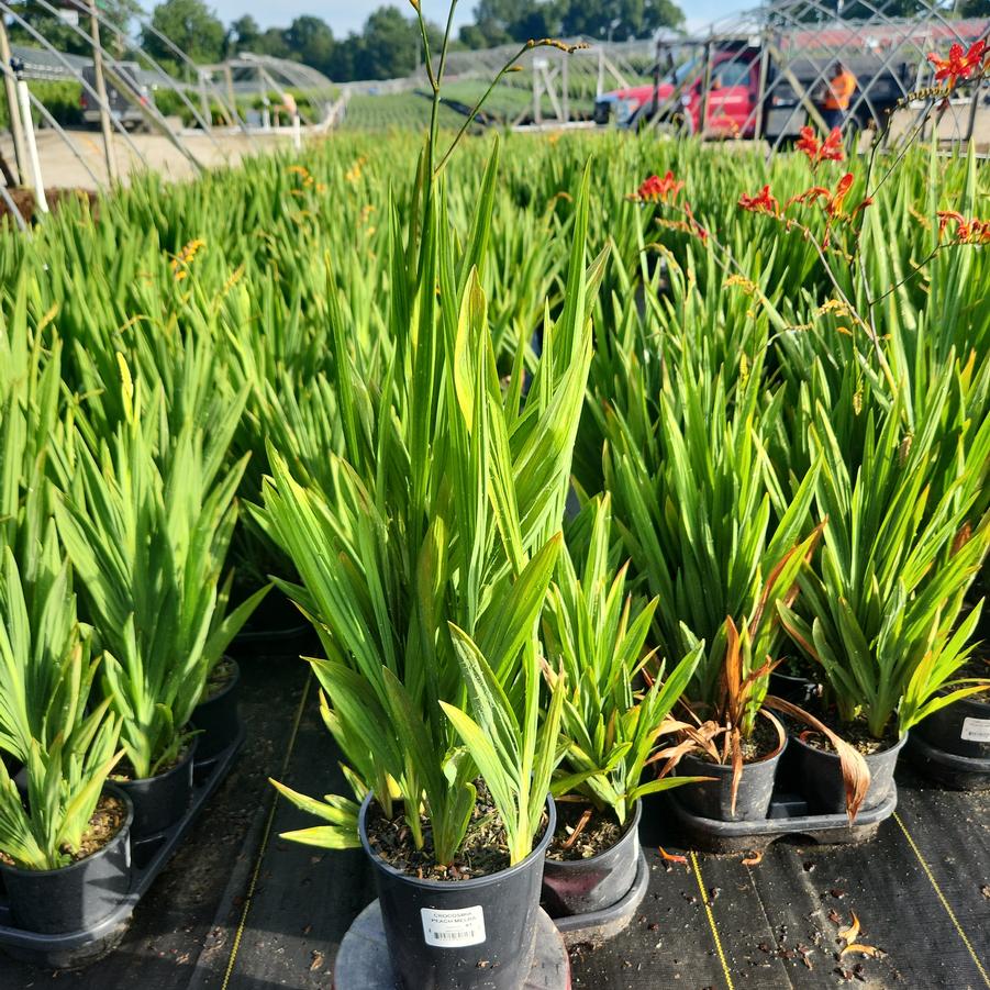 Crocosmia 'Peach Melba'