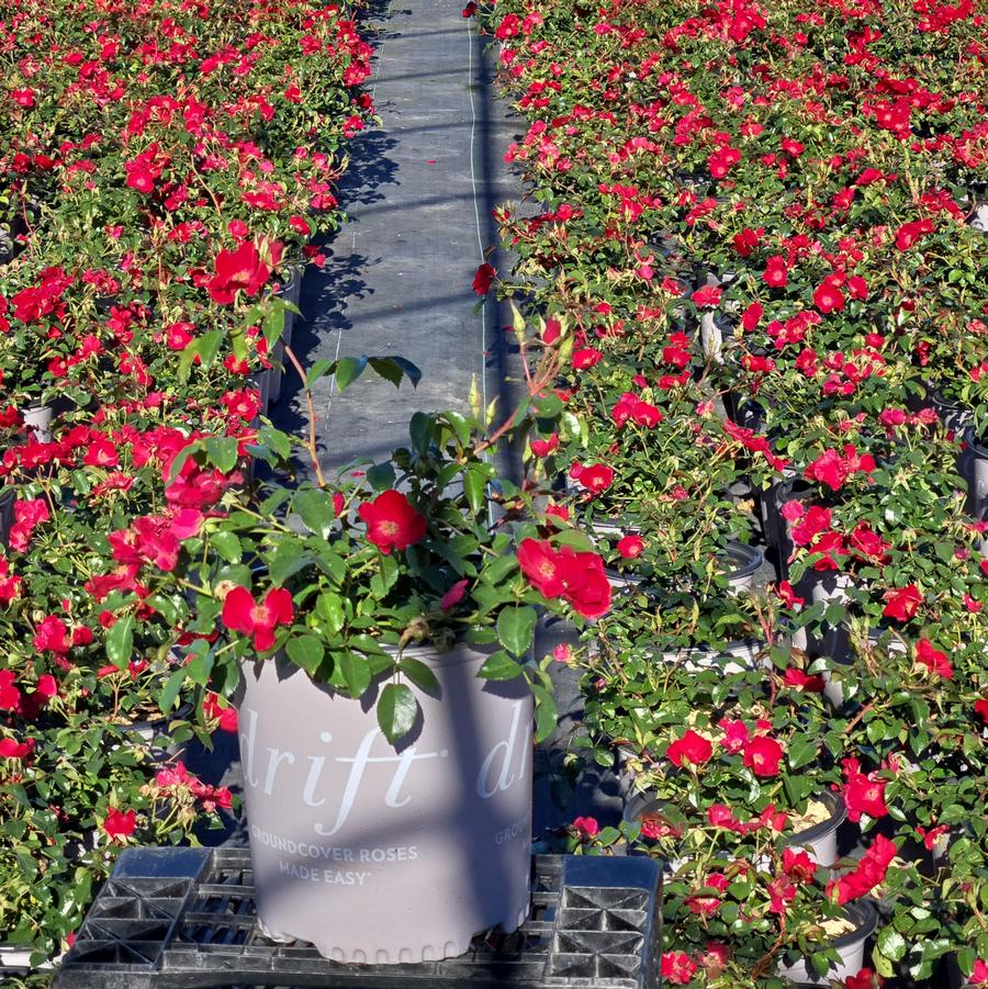 Rosa Scarlet Drift®