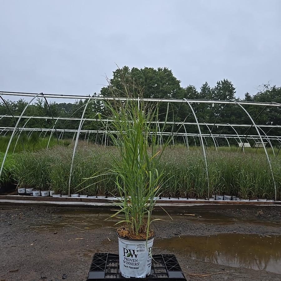 Panicum virgatum Prairie Winds® 'October Sky'