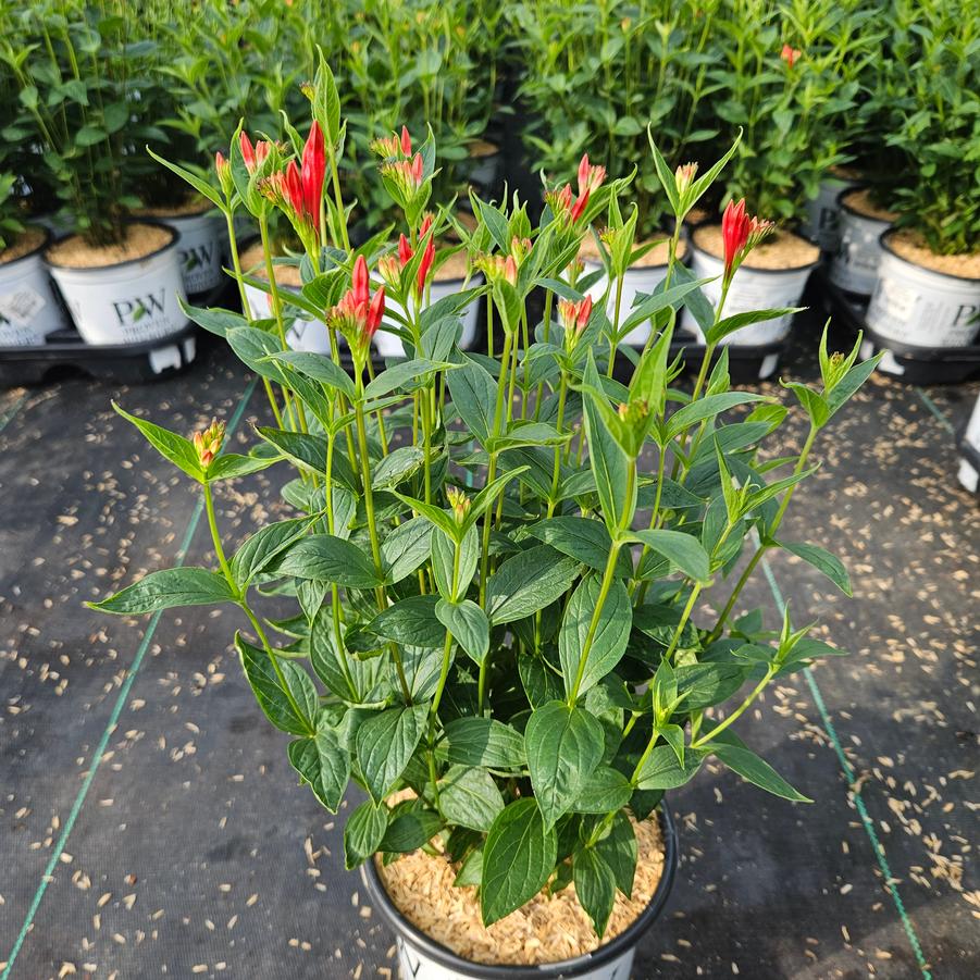 Spigelia marilandica 'Orange Slices'