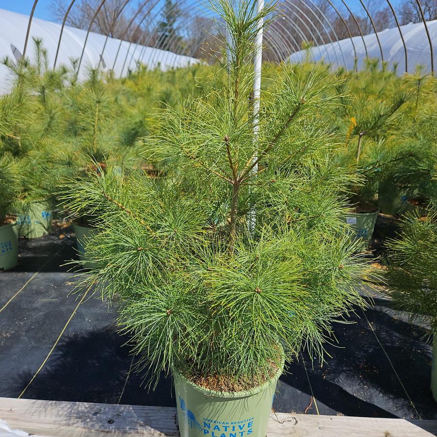 Pinus strobus 