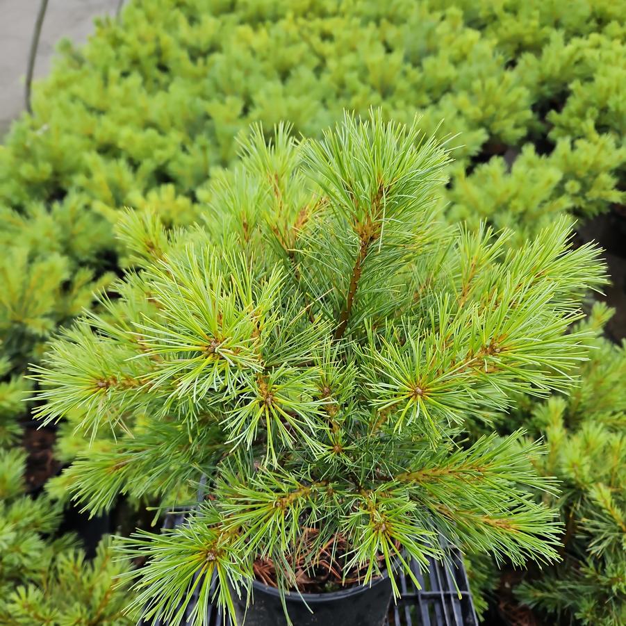 Pinus strobus 'Blue Shag'
