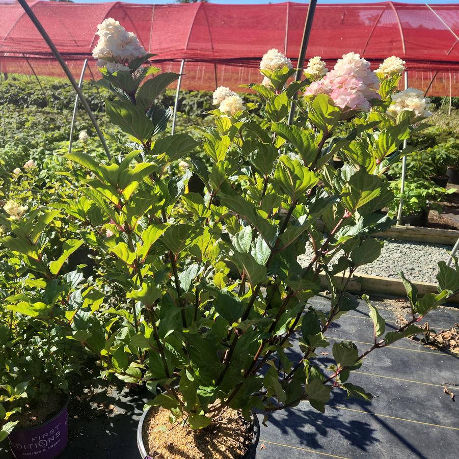 Hydrangea paniculata Spring Sizzle™