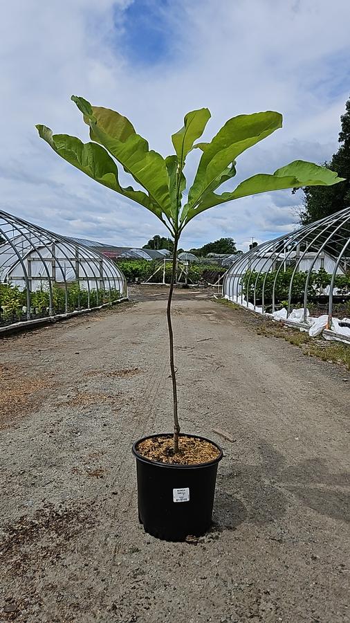 Magnolia tripetala 