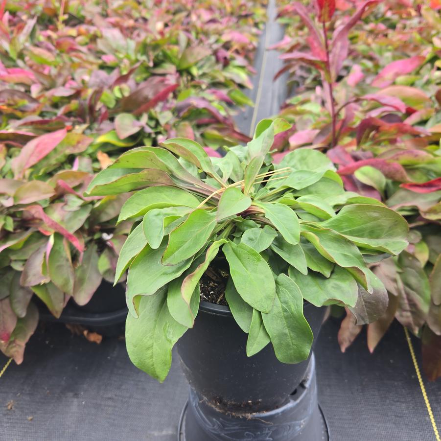 Penstemon digitalis 'Alba'