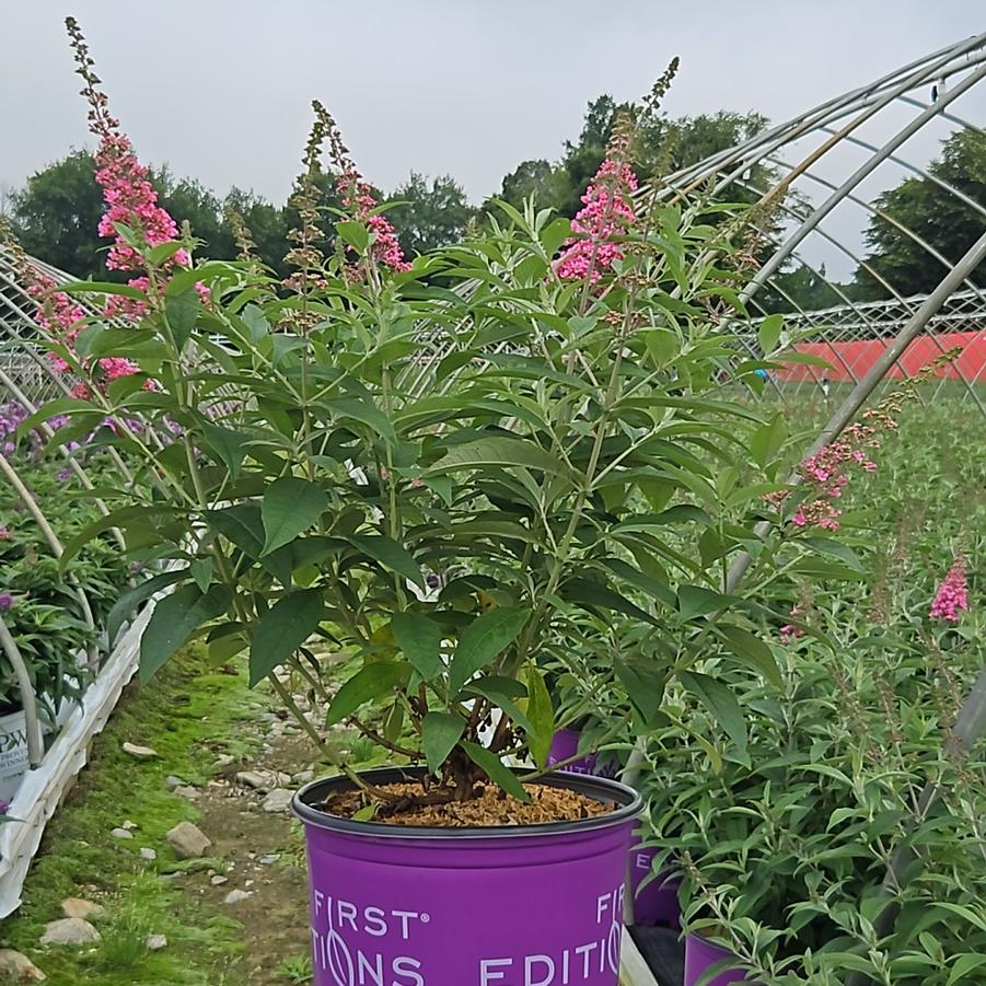 Buddleia davidii Trippy Pink®