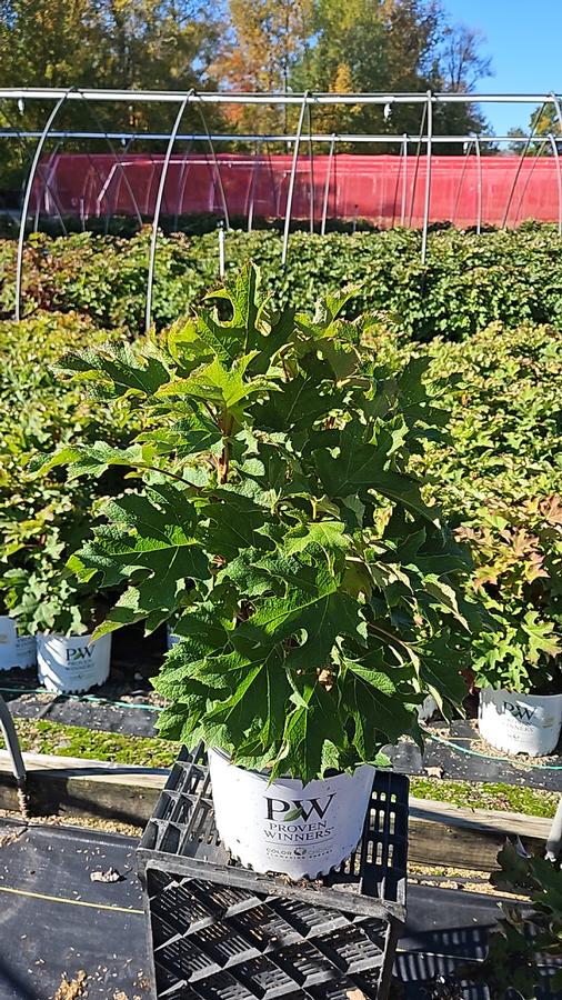 Hydrangea quercifolia Gatsby Glow Ball®