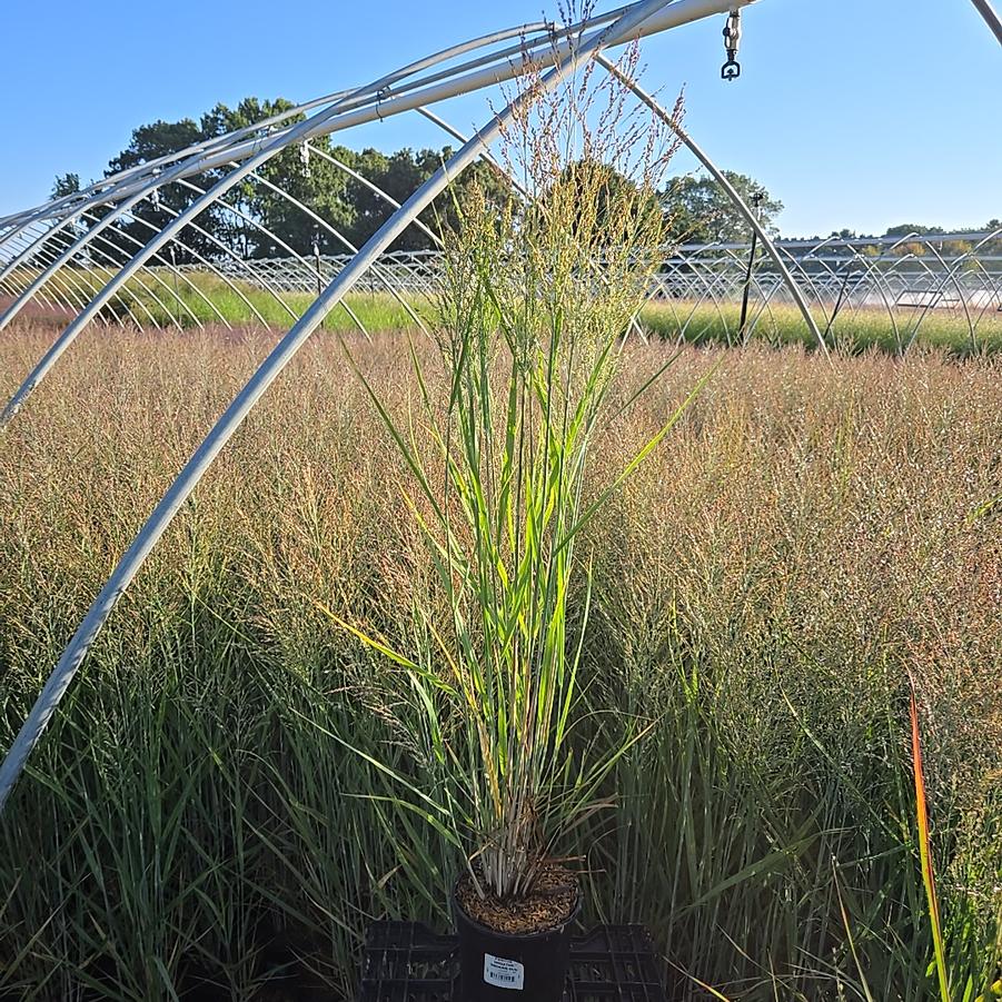 Panicum virgatum 'Smoking Gun'