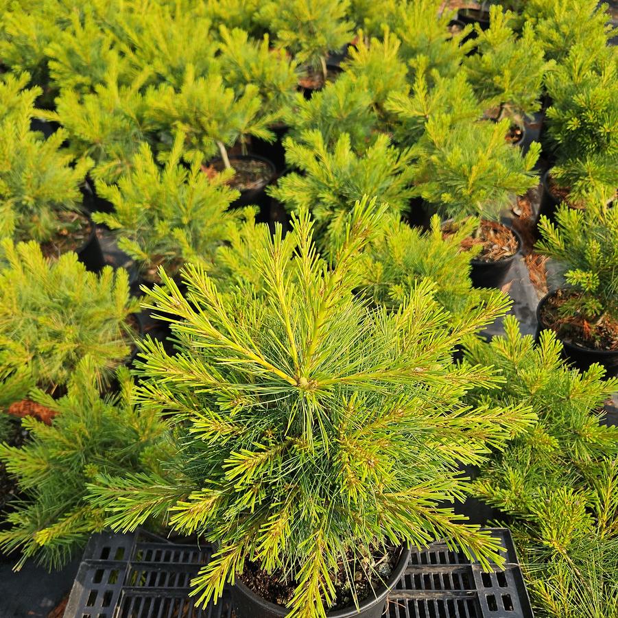Pinus strobus Shaggy Dog