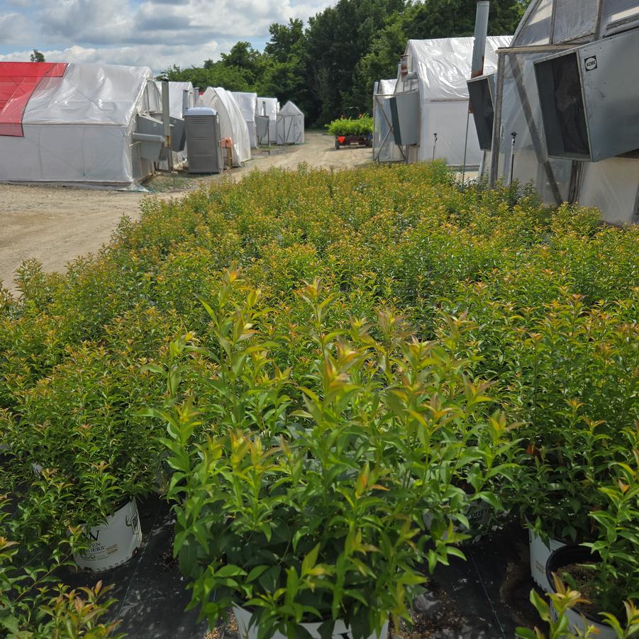 Abelia mosanensis Sweet Emotion Blaze™