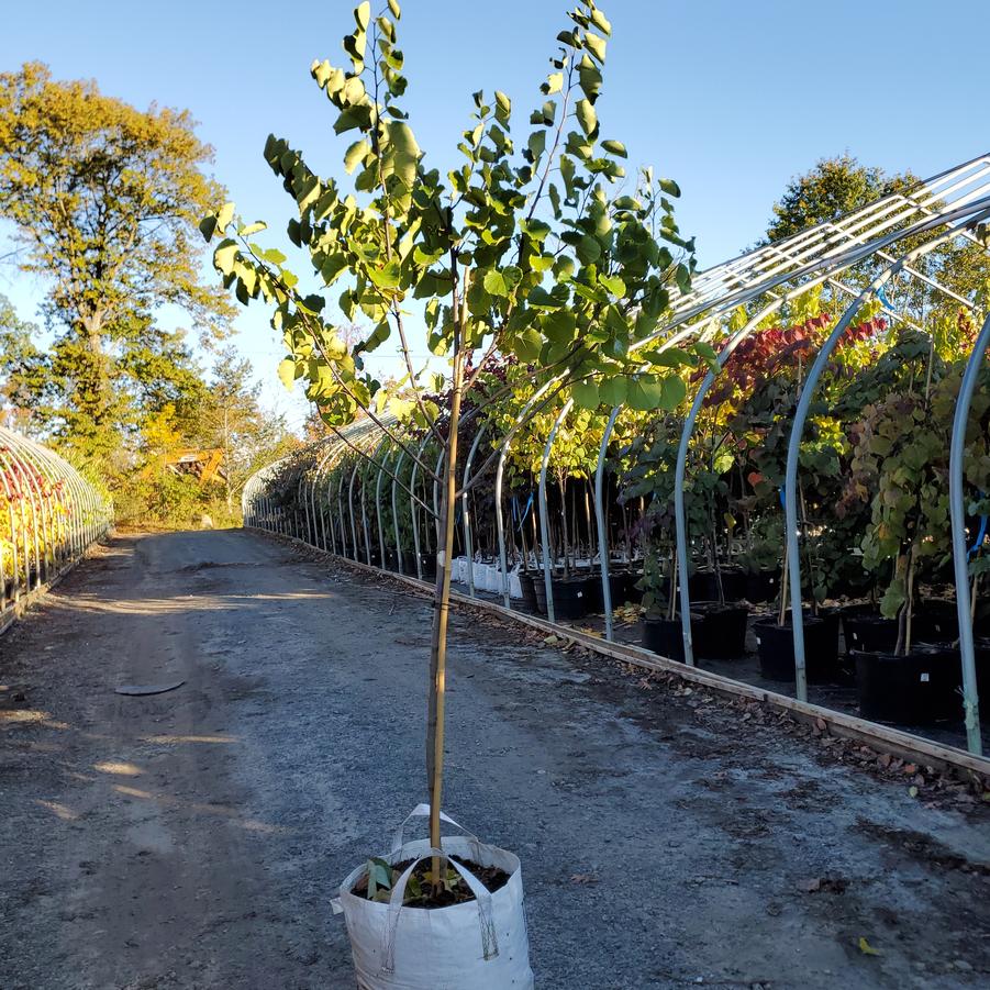 Cercis canadensis Luscious Lavender™
