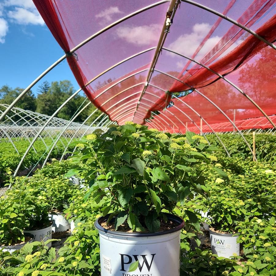 Hydrangea arborescens Incrediball Storm Proof™